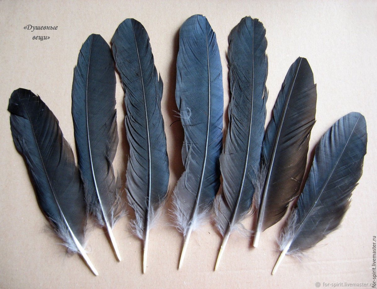 Перо ворона