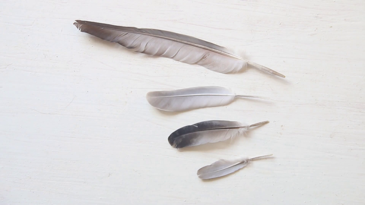 Перо белого голубя