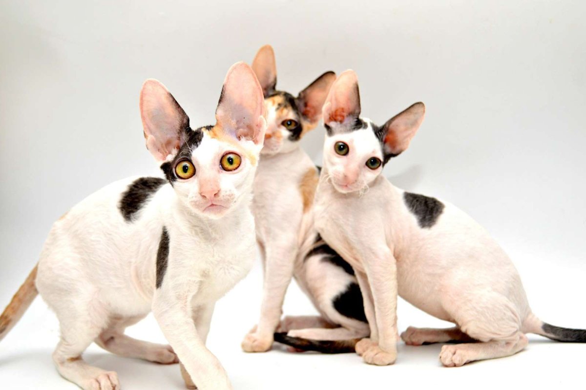 Котята рекс