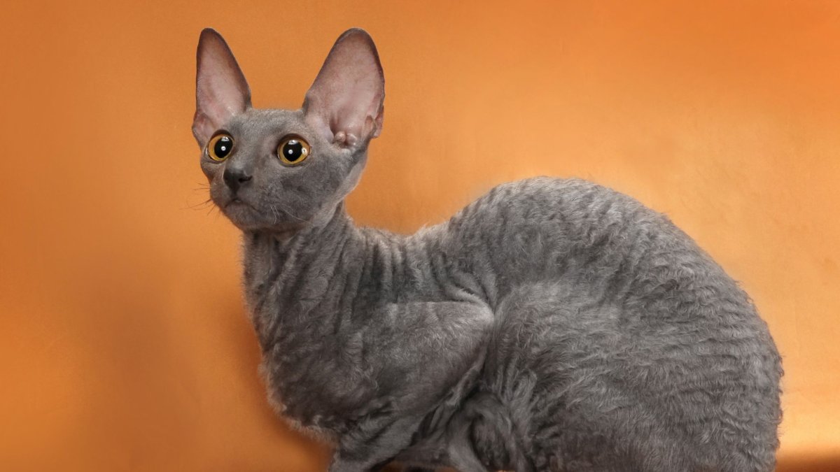Корниш рекс серый котенок