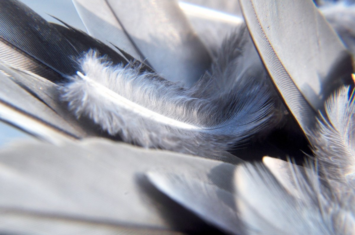 Большие птичьи перья