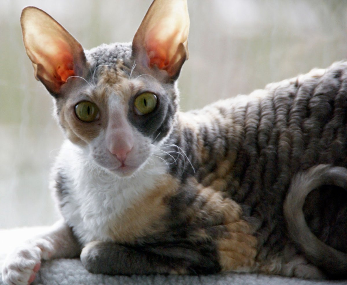 Сфинкс кошка с шерстью браш