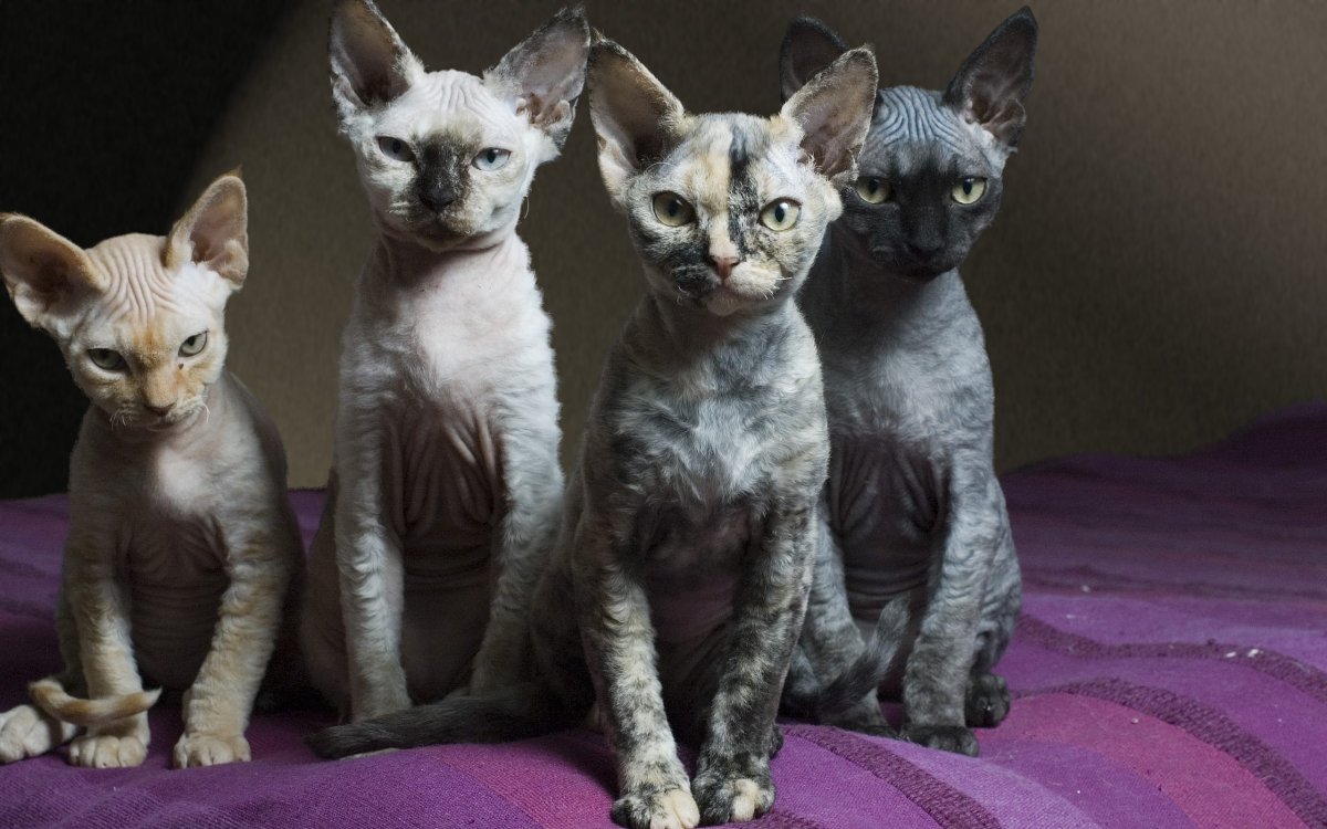 Сиамские кошки Корниш рекс