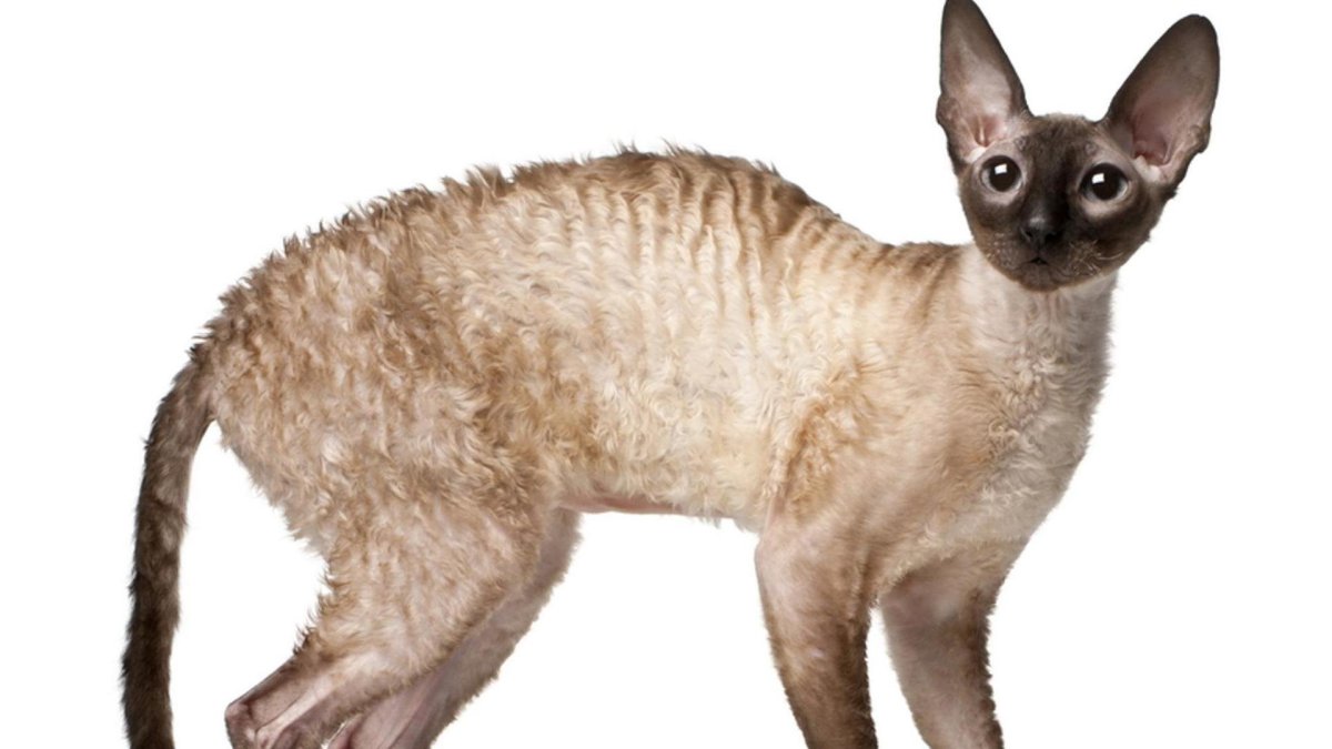 Корниш рекс черный