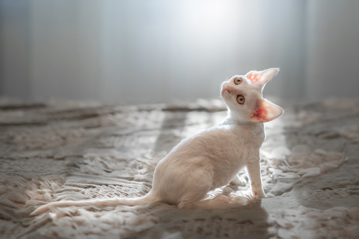 Корниш рекс белый