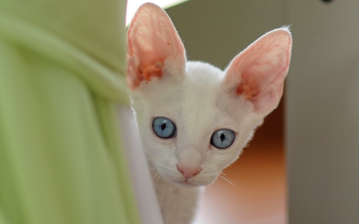 Котята Корниш на экран обои
