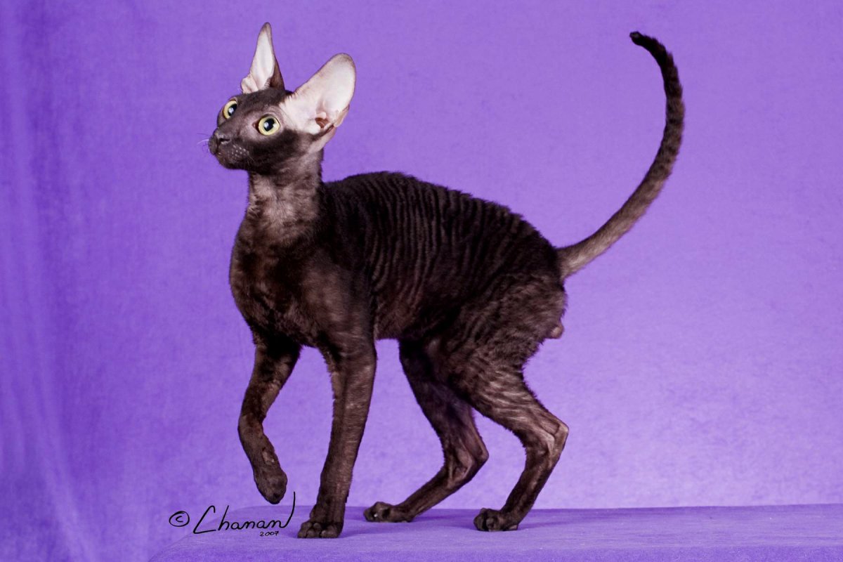 Корниш рекс котенок усы