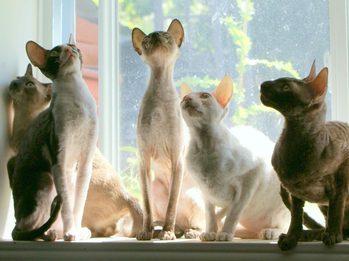 Корниш рекс