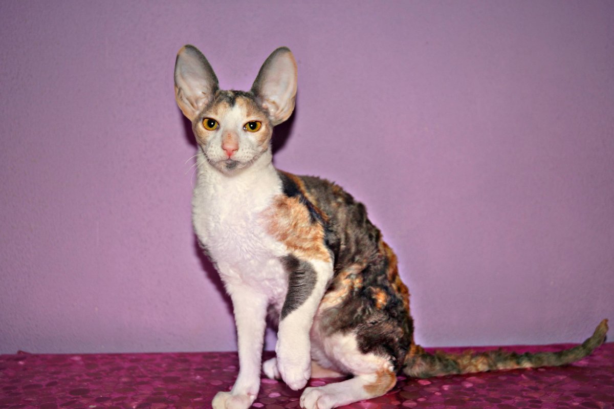 Корниш рекс кошка