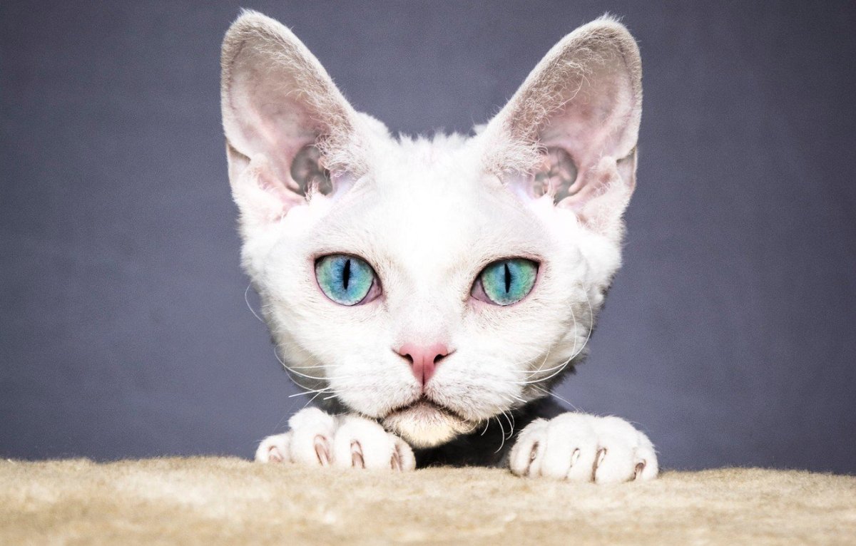 Кошка умывается