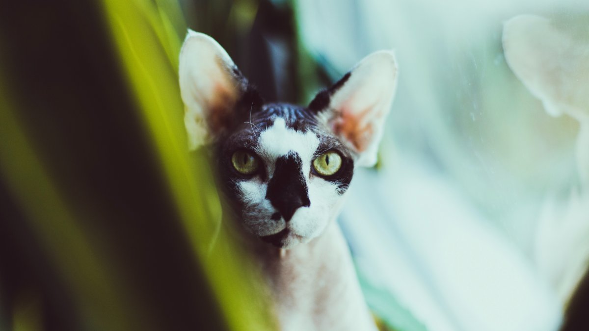 Новорождённые котята Корниш рекс