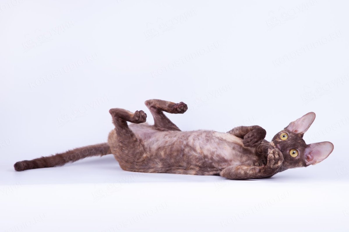 Корниш рекс