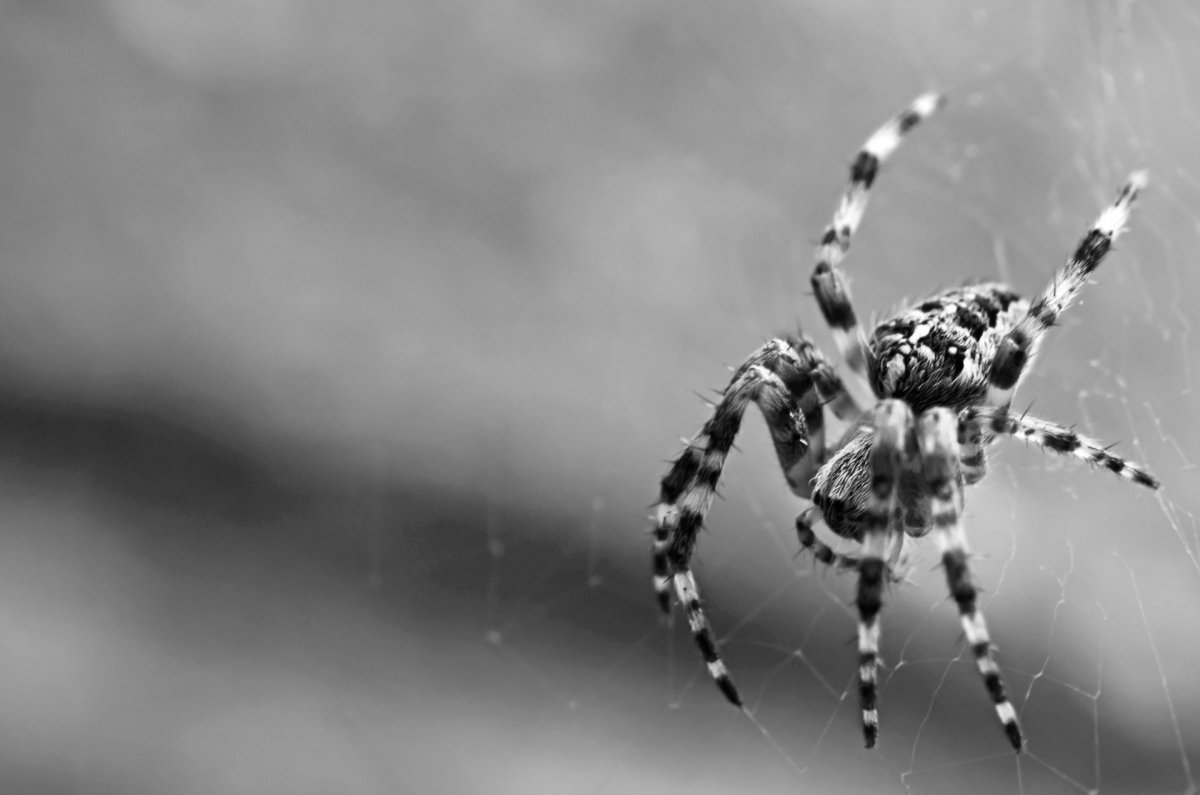 Паук паук