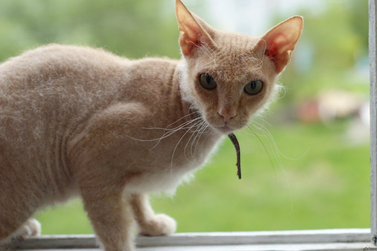 Корниш рекс котята