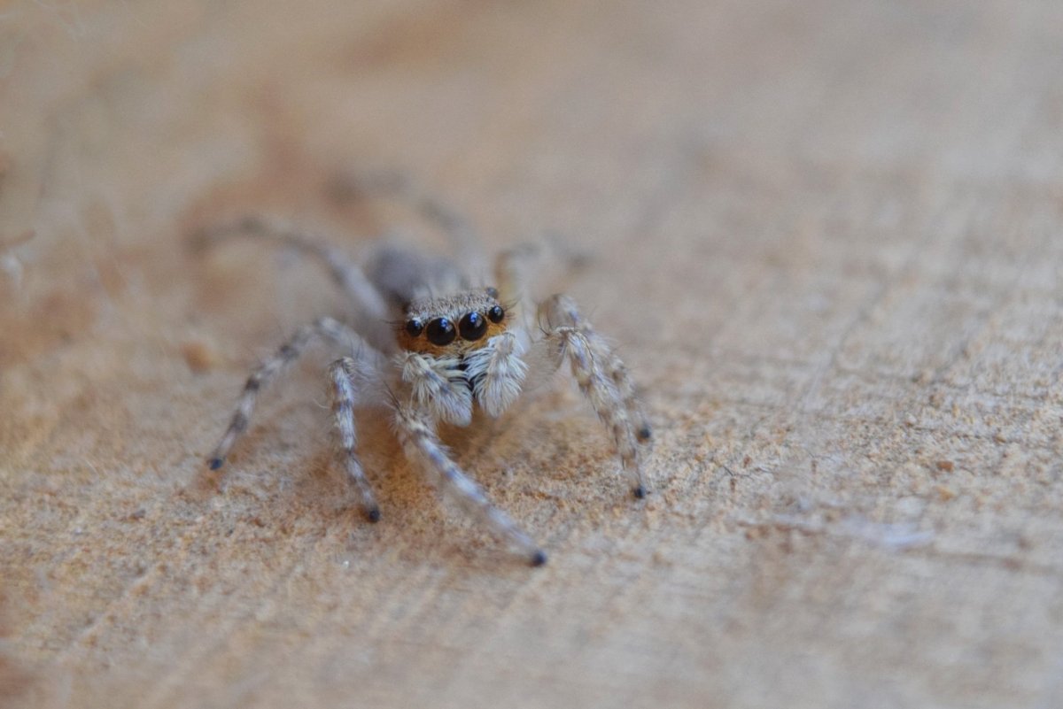 Leucorchestris arenicola