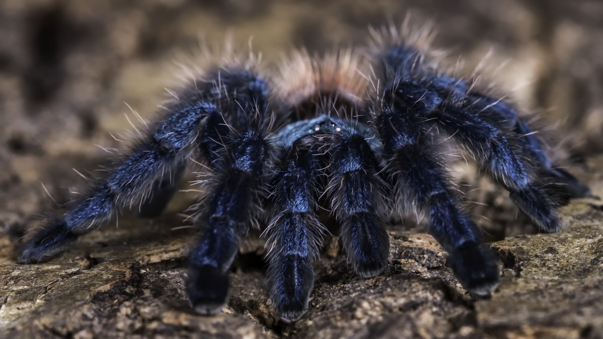 Фаланга паук