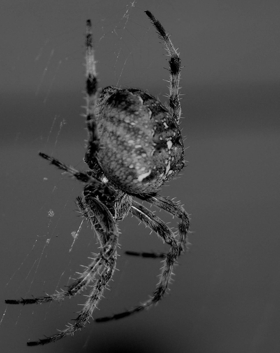 Паук черно белый