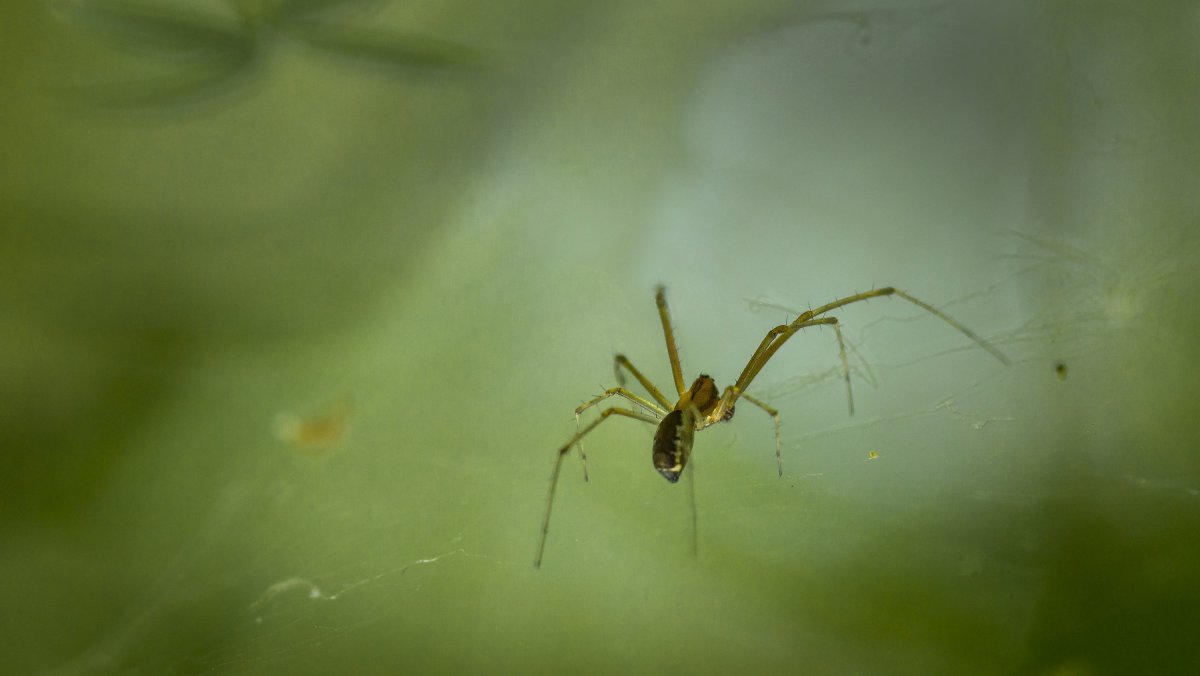 Тегенария паутина