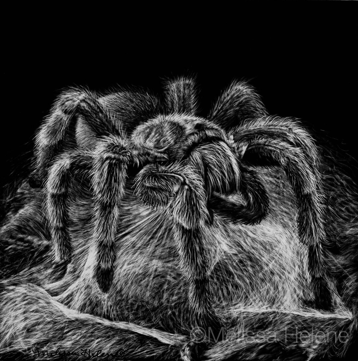 Тарантул арт