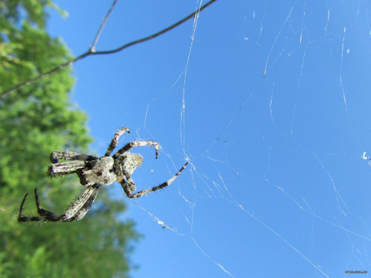 Пауки Саратовской области