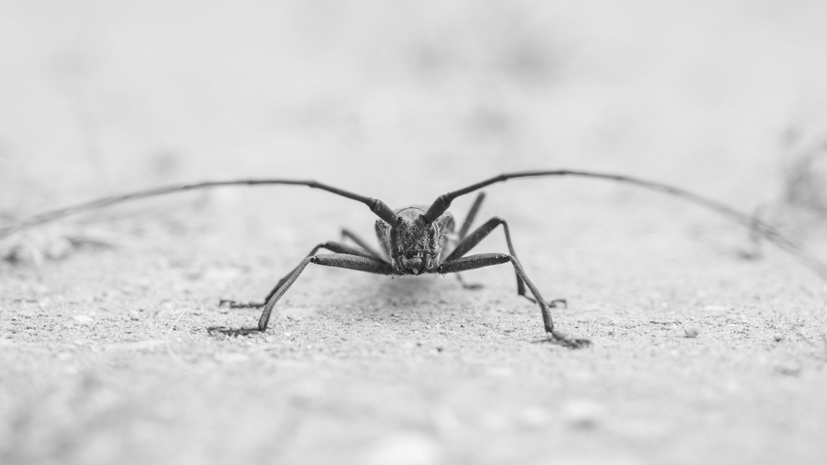 Паук крестовик Дальневосточный