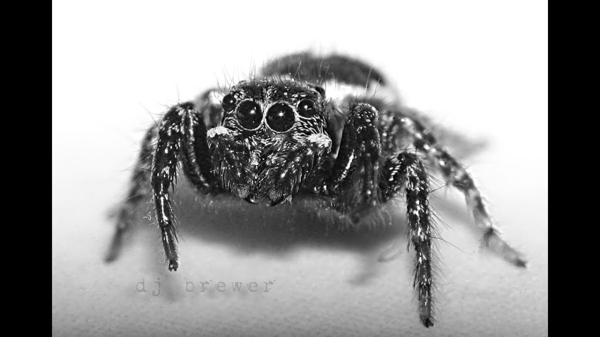 Паук черно белый