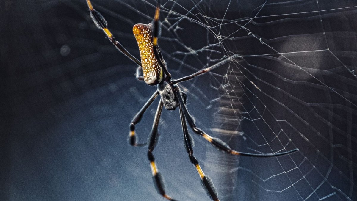 Черно белые фото насекомых