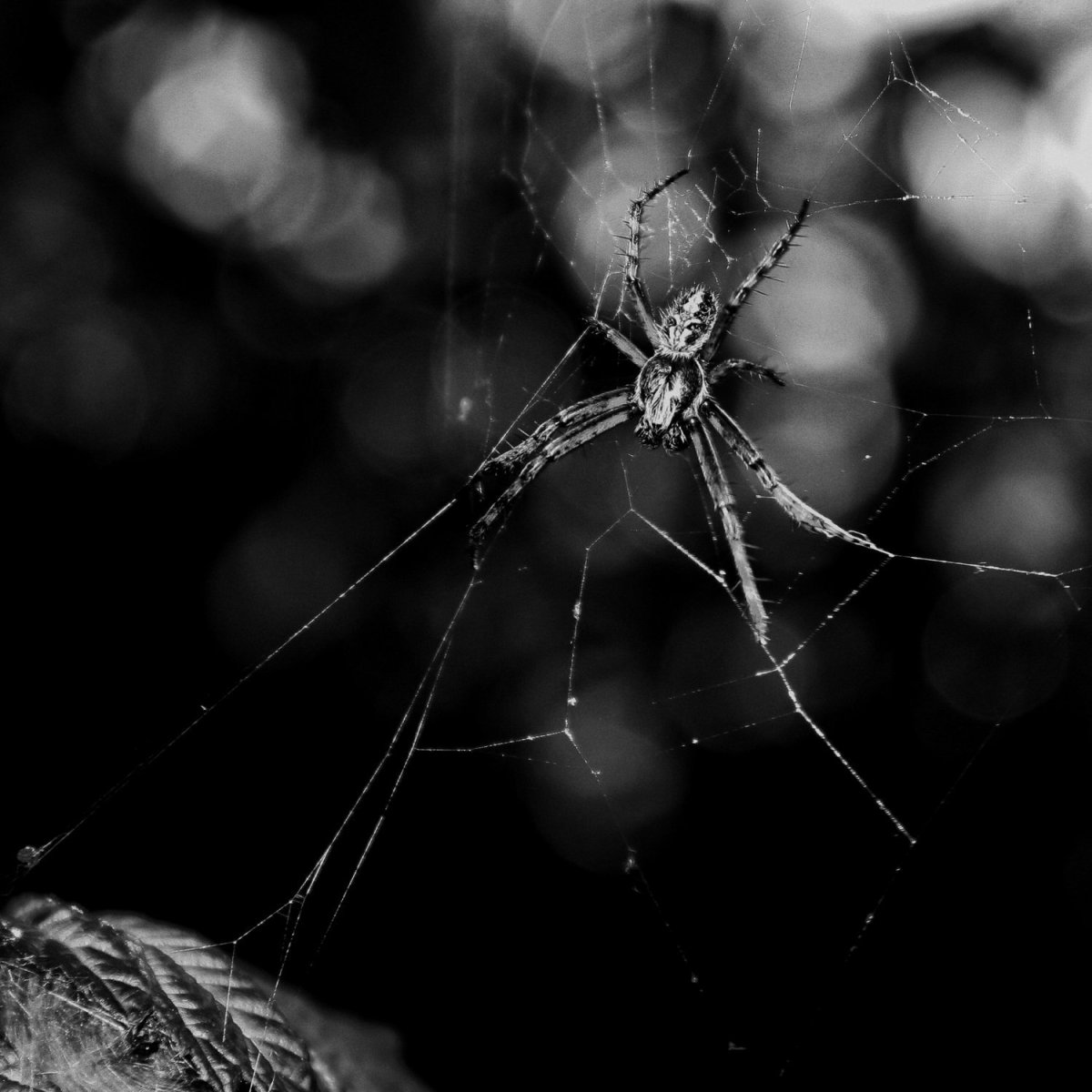 Паук черно белый