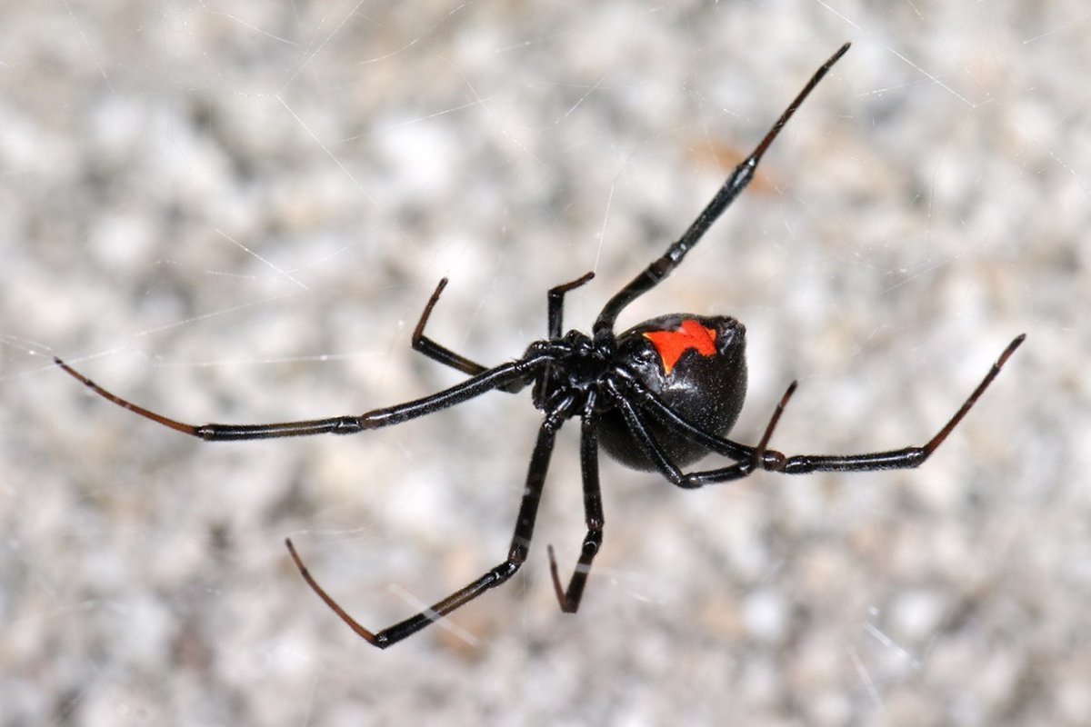 Паук меннеус