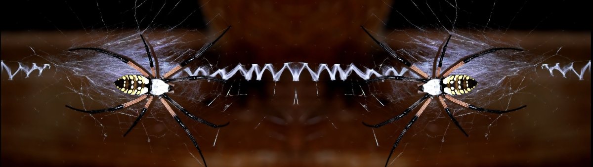 Паук Мизгирь маленький