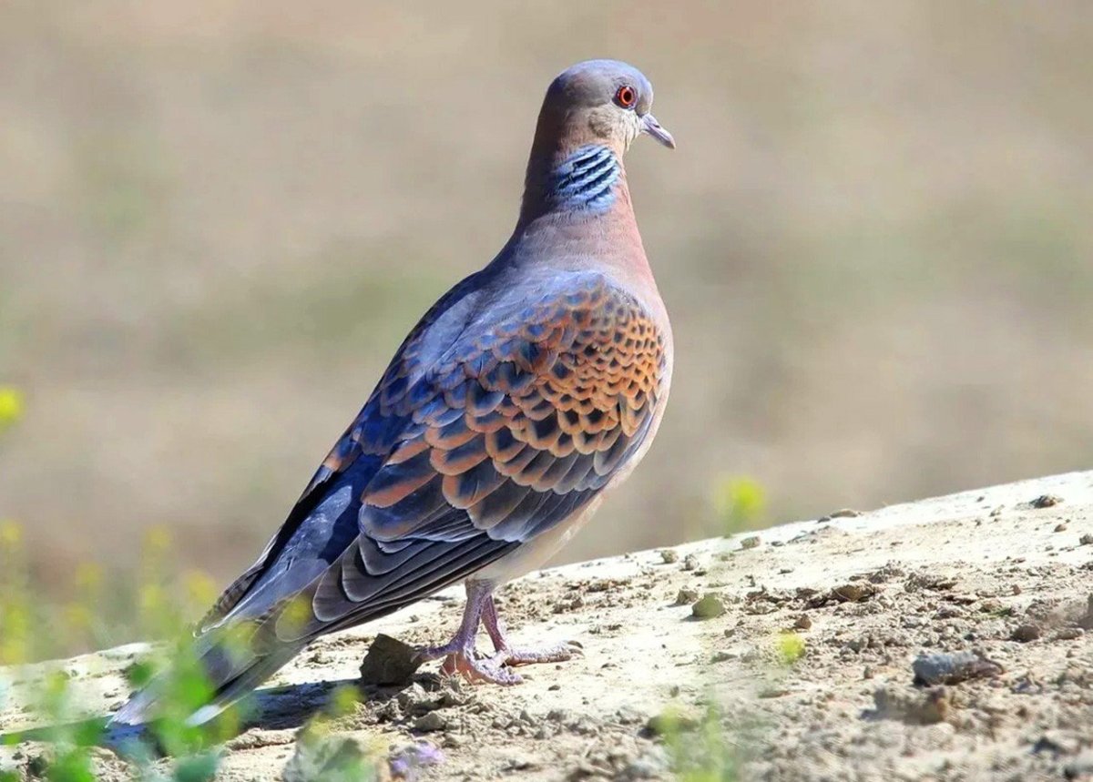 Горлица обыкновенная