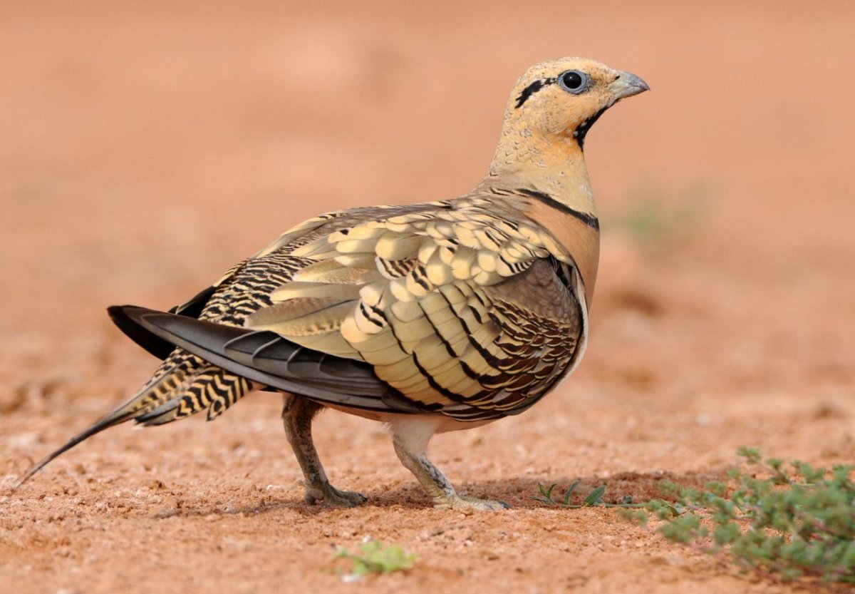 Sandgrouse птица
