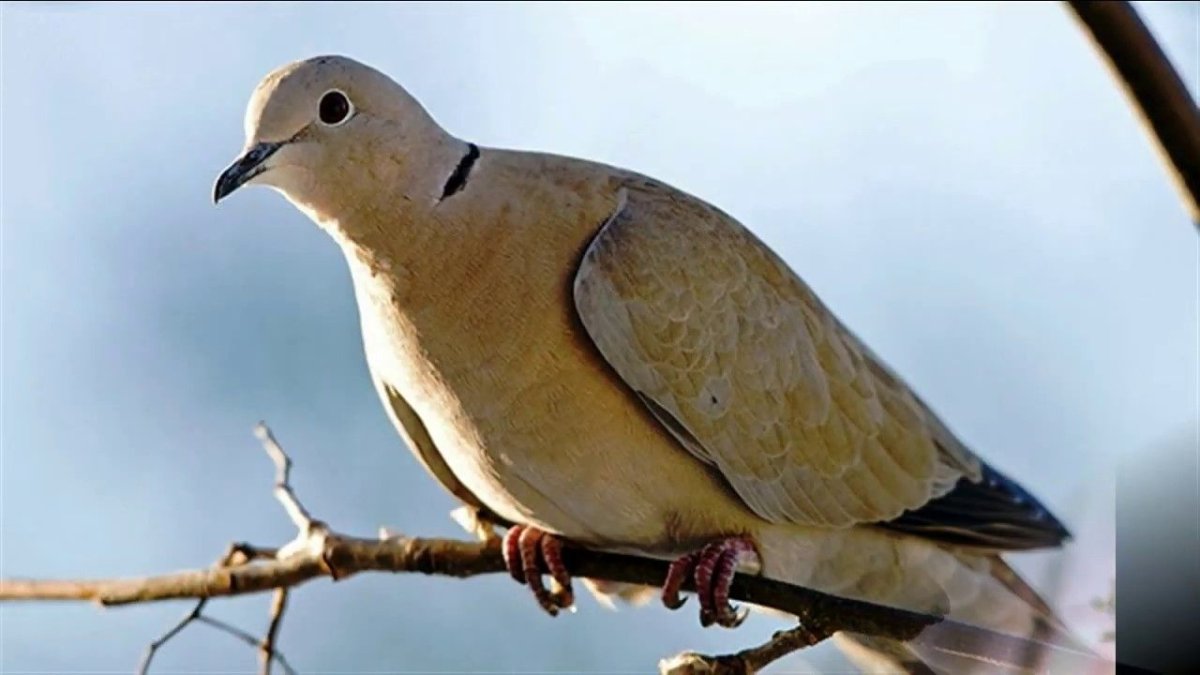 Голубь кольчатая Горлица