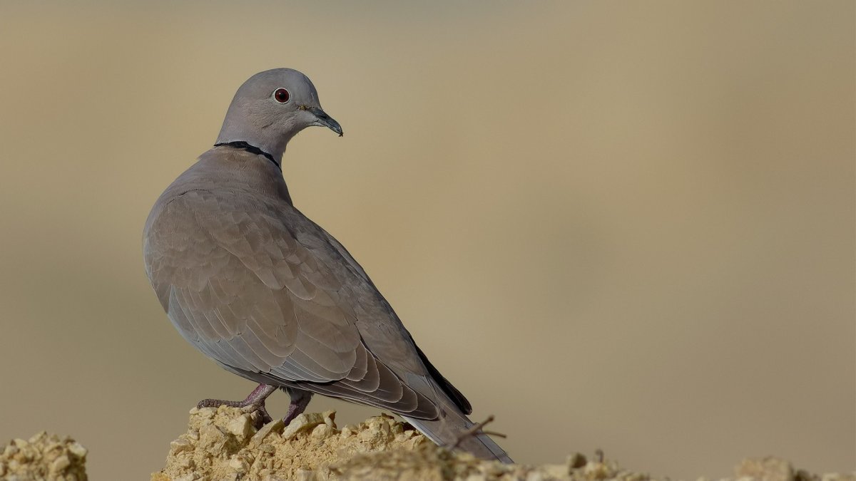 Голубь Гурак