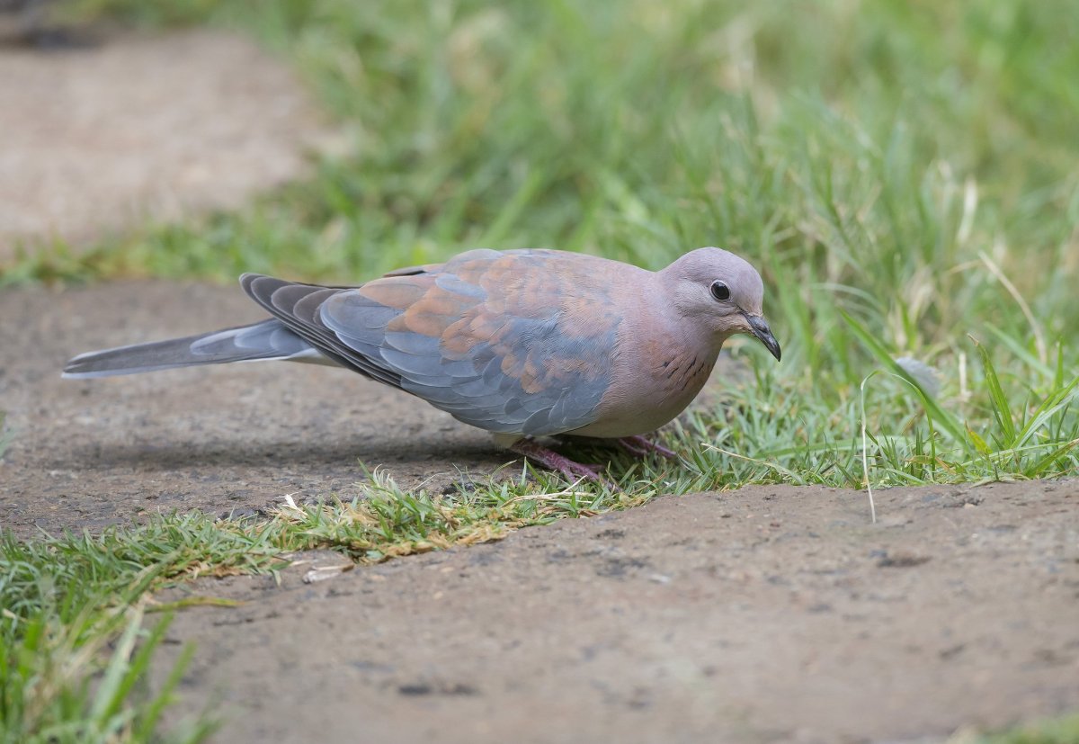 Сенегальская Горлица