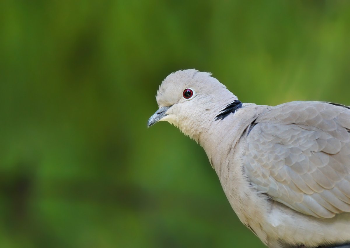 Олаксахор кушлар