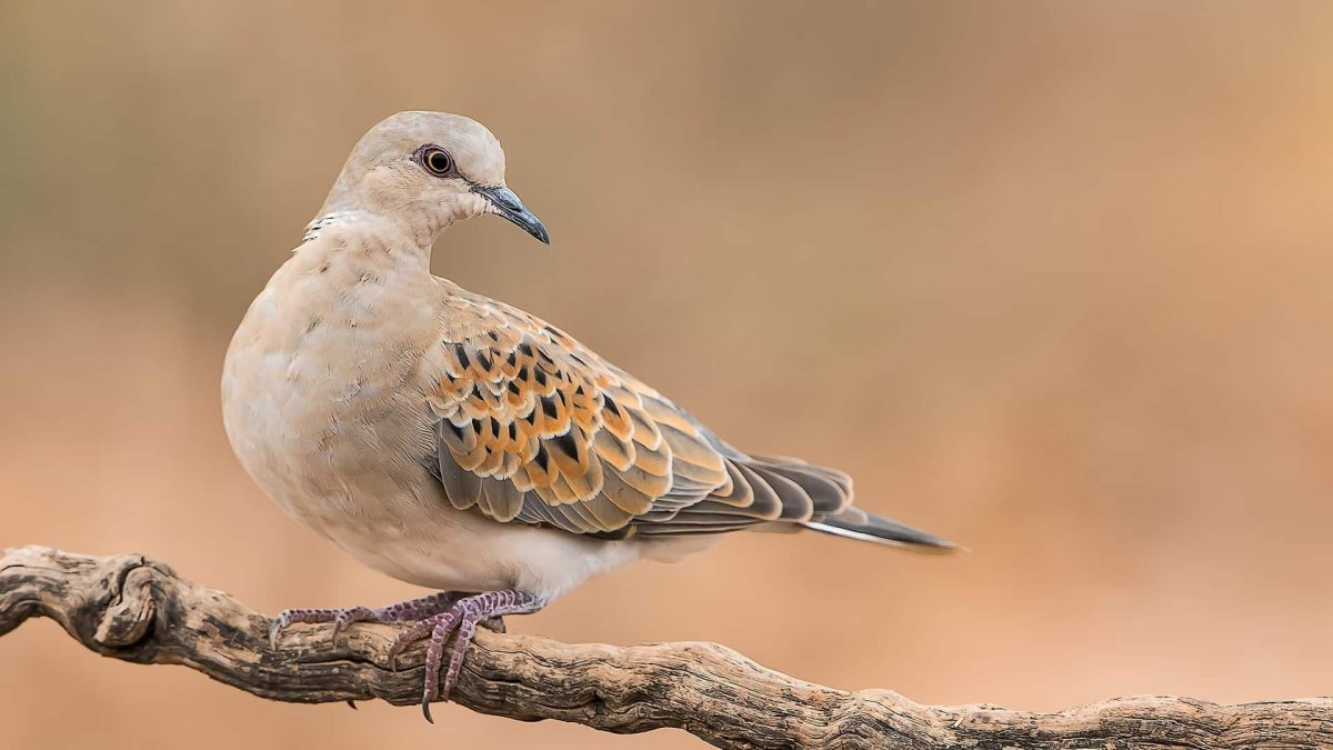 Обыкновенная Горлица (Streptopelia Turtur)