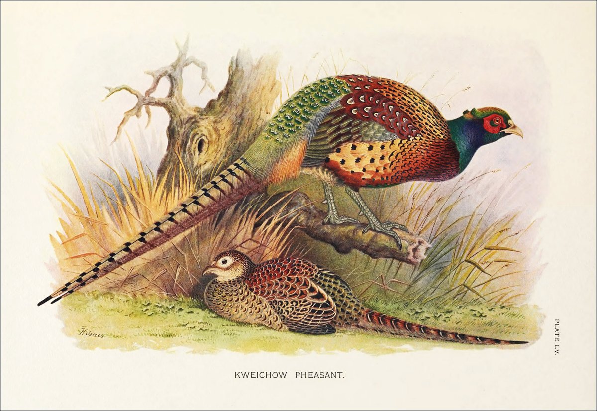Фазан гравюра