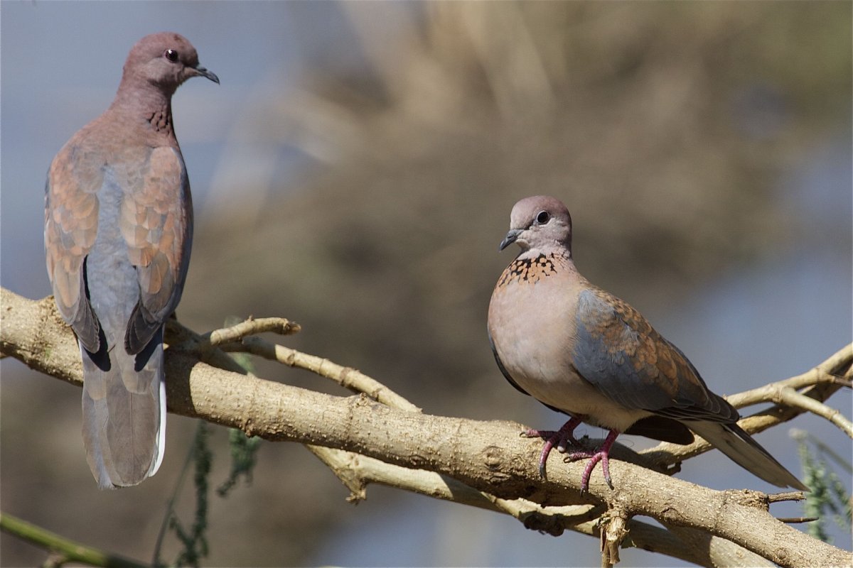 Египетский голубь Горлица