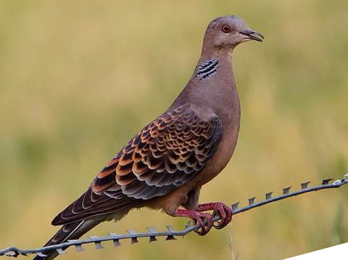 Горлица обыкновенная