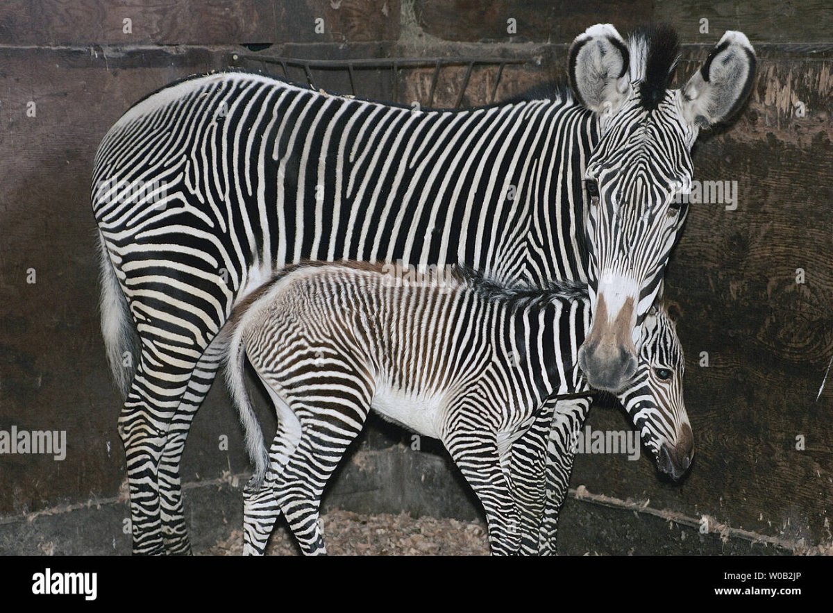 Животное 3 цвета