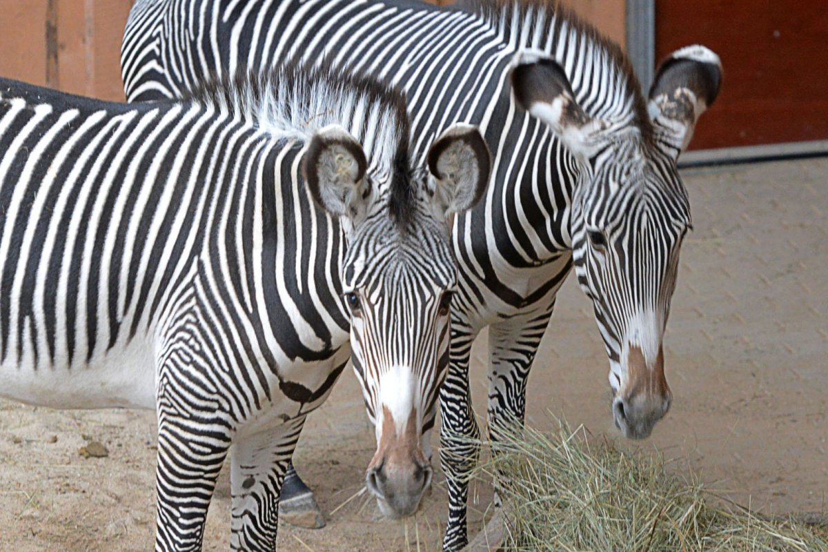 Зебра Грэви