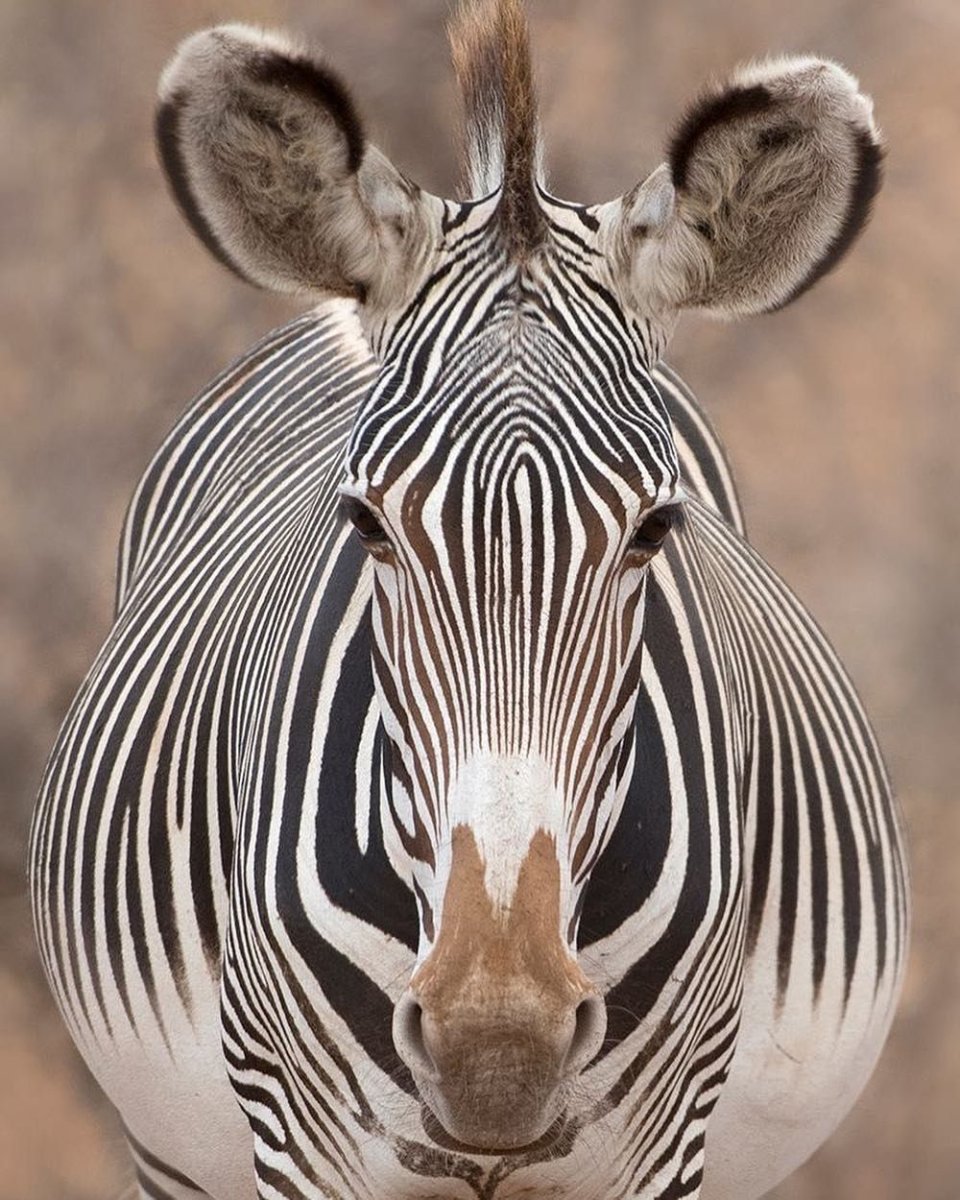 Зебра Греви в красной книге