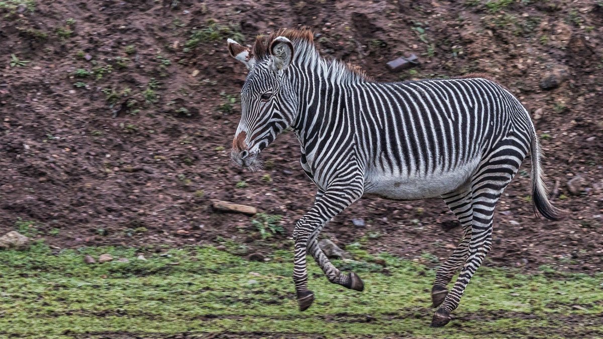 Зебра Греви (XL)