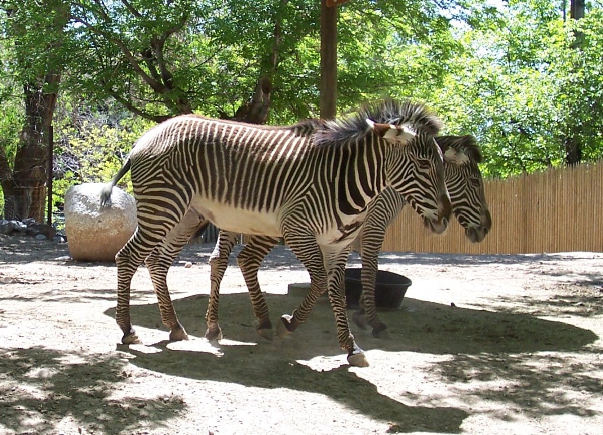 Зубренок зебры Греви