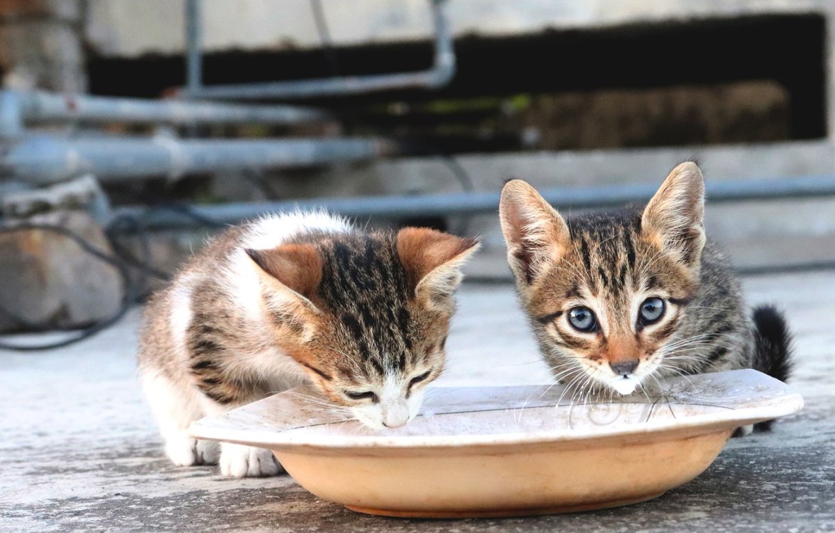 Бездомные домашние животные котята