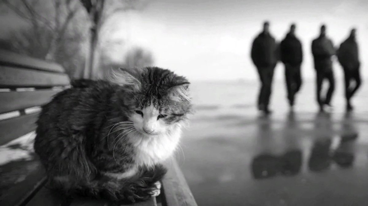 Бездомный кот в снегу