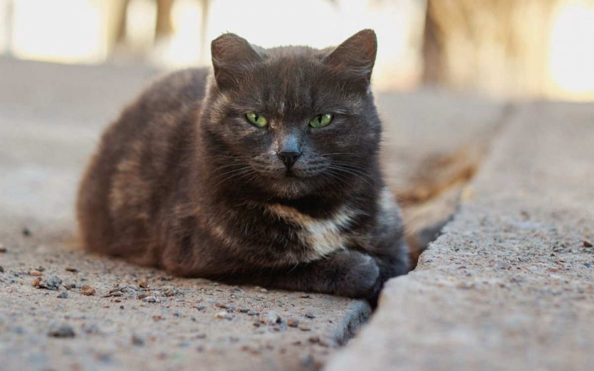 Дворовая бездомная кошка