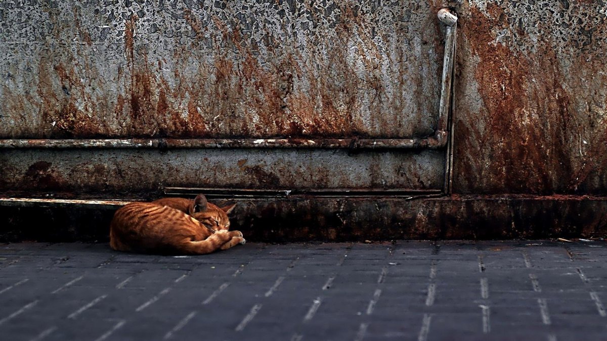 Бездомный рыжий котенок