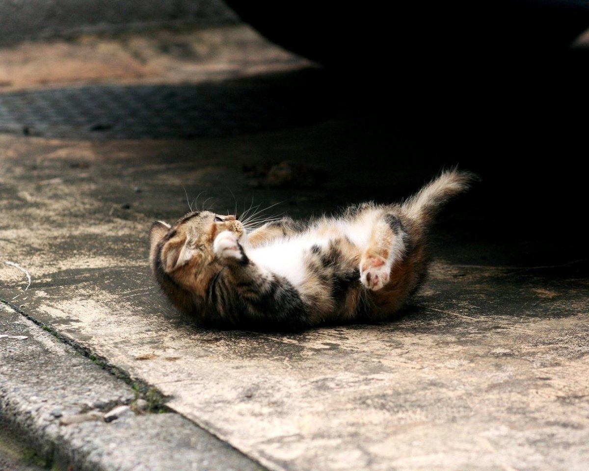 Кот лежит на улице
